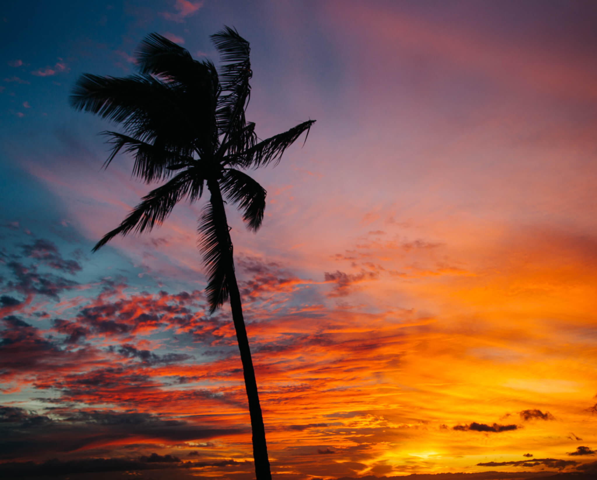 Palm tree silhouette during sunset