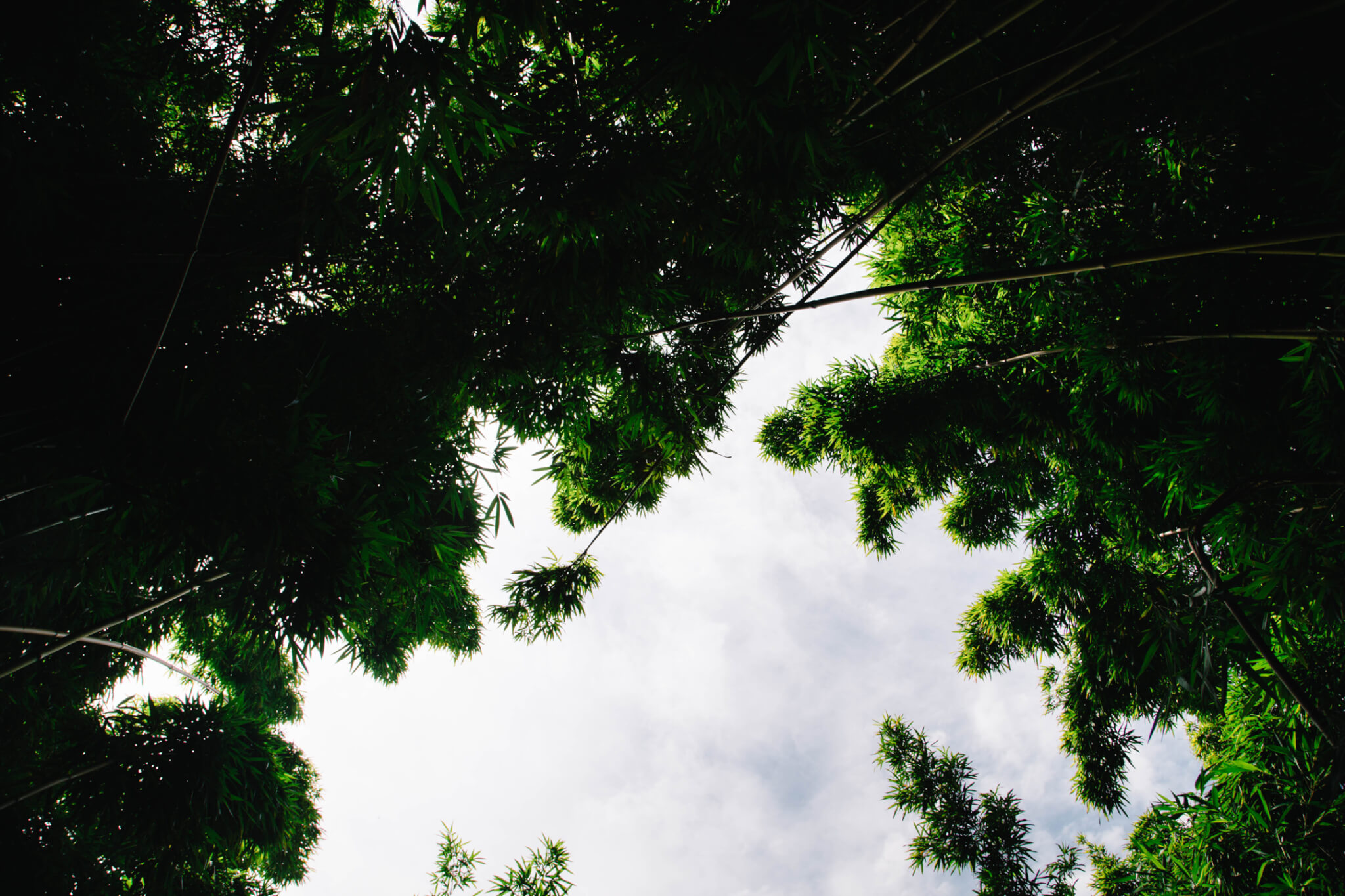 Trees overhead on the Pipiwai Trail on Maui, Hawaii