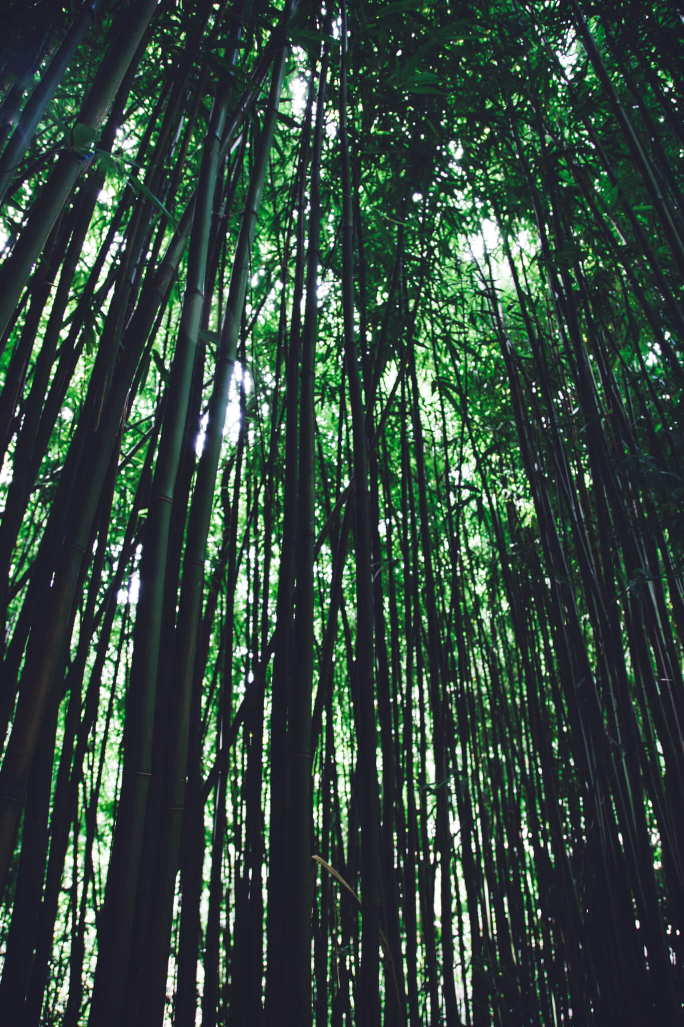Bamboo Forest in the Pipiwai Trail in Maui, Hawaii. Scenes from the best hikes in Hawaii