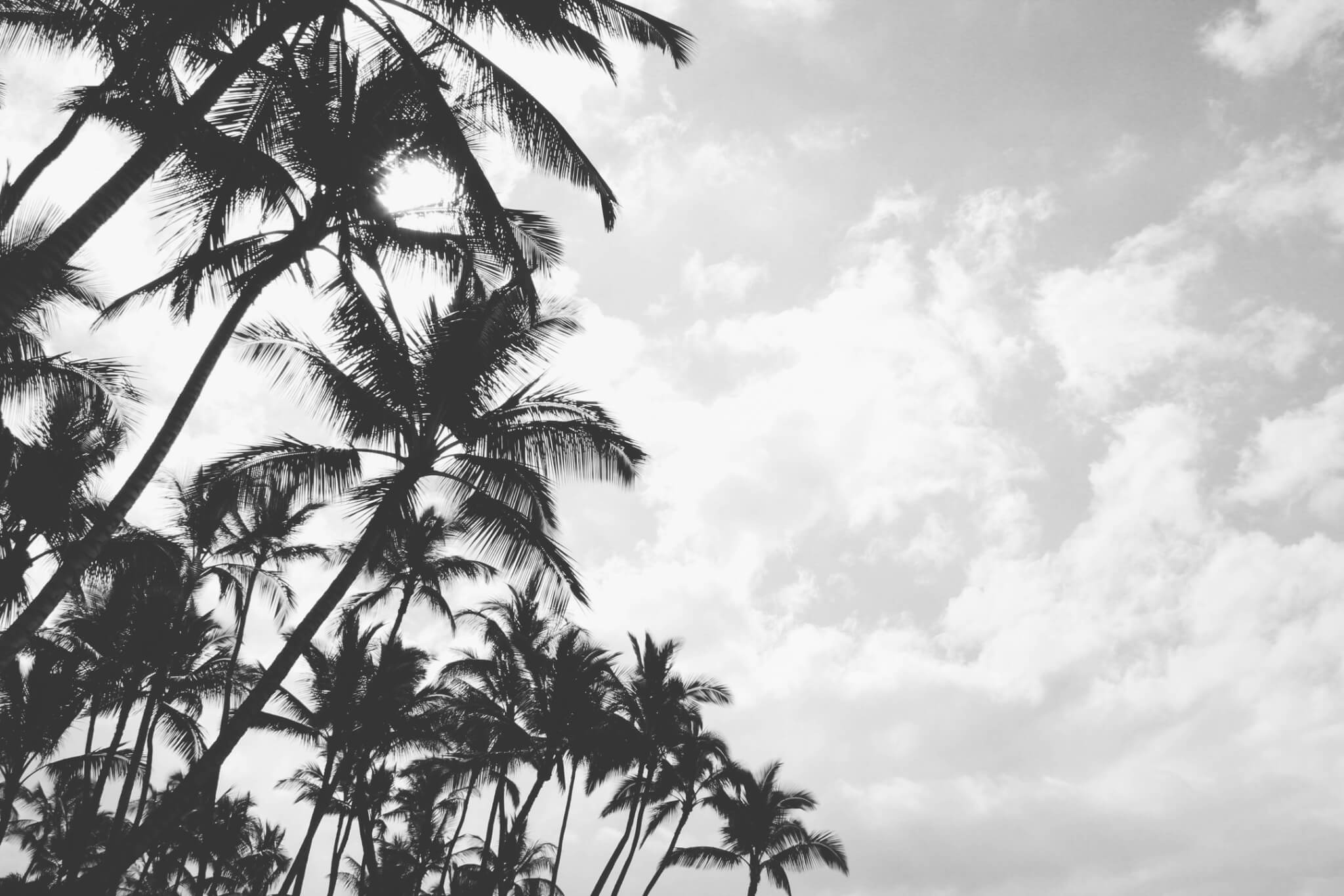 Black & white palm tree silhouettes taken in Maui, Hawaii | Uno Dos Trae travel photography
