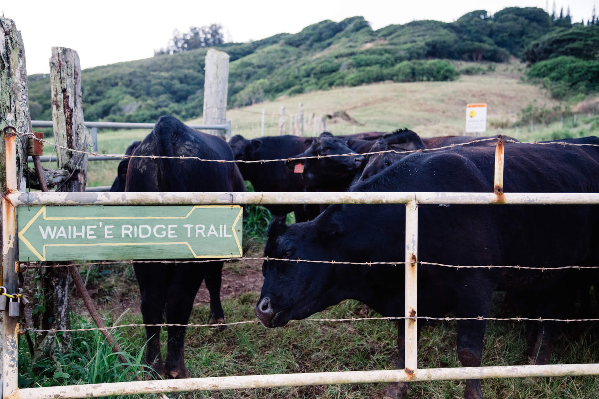 Cows on Waihee Ridge Hike in Maui, Hawaii
