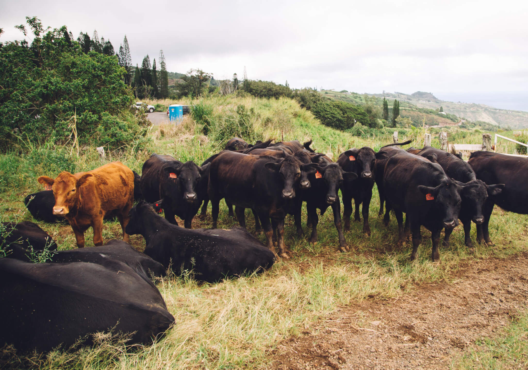 So many cows at the entrance of Waihe'e Ridge Trail