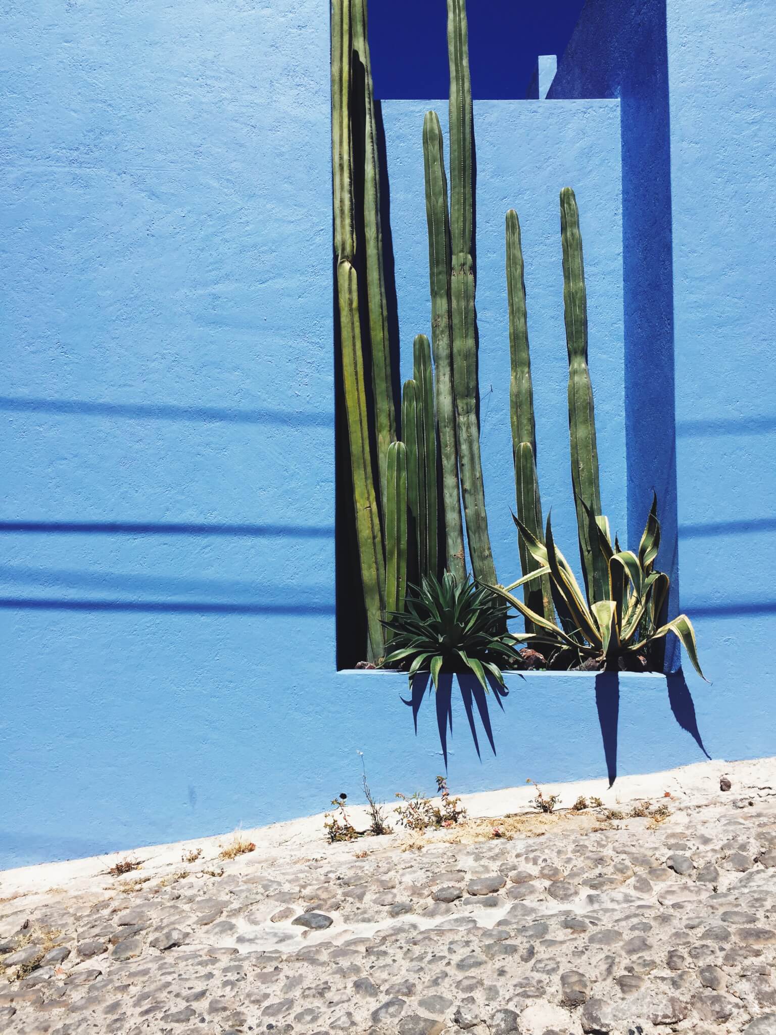 Blue walls and cacti in San Miguel de Allende, Mexico | Tracy Dungo unodostrae.com